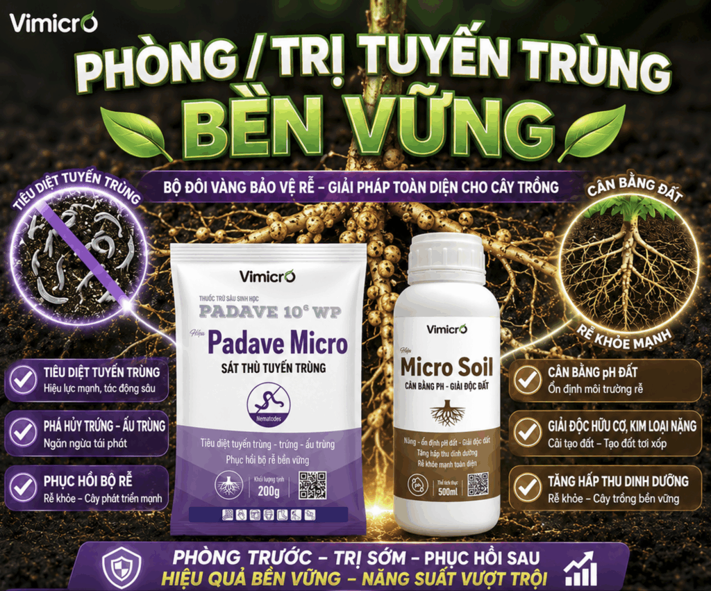 Micro Soil Và Padave Micro: Liệu Trình Hỗ Trợ Phục Hồi Bộ Rễ Sau Khi Nhiễm Tuyến Trùng