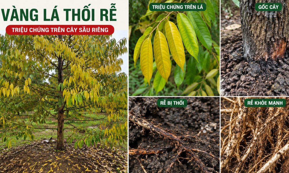 Bệnh vàng lá thối rễ trên sầu riêng: Tác hại và cách phòng ngừa bền vững