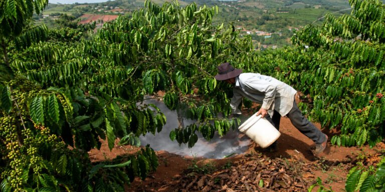 Bón vôi cho cây cà phê vào thời điểm nào?