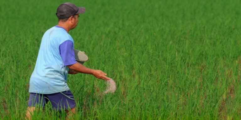 Bón phân Kali cho lúa vào thời điểm nào?