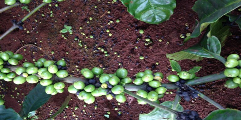 Khi nào cần phun thuốc chống rụng trái cho cây cà phê? 8 nguyên nhân và cách giữ trái hiệu quả