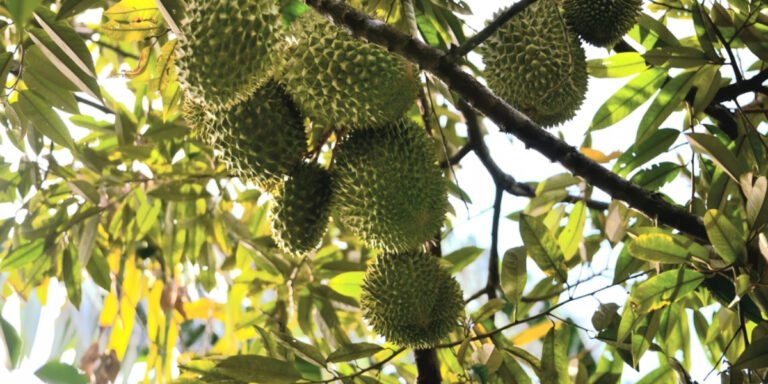 Sầu riêng 60 ngày bón phân gì?