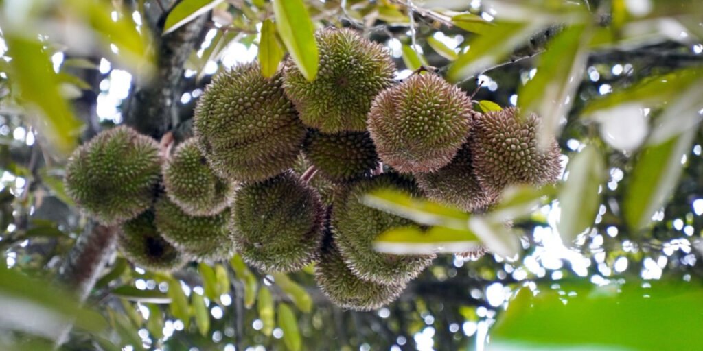Sầu riêng 90 ngày sau đậu trái tuổi bón phân gì?
