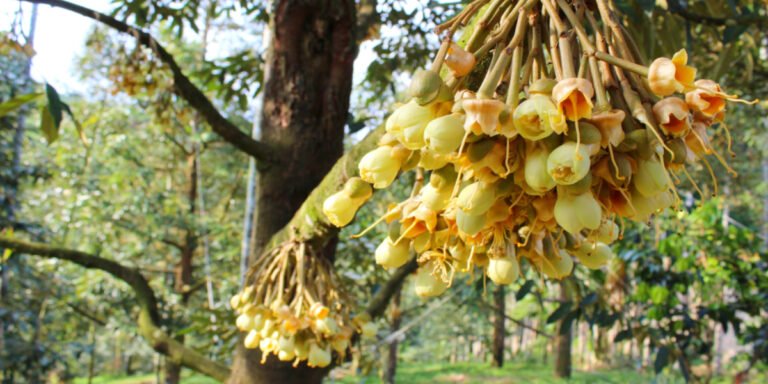 Sầu riêng ra hoa bón phân gì?