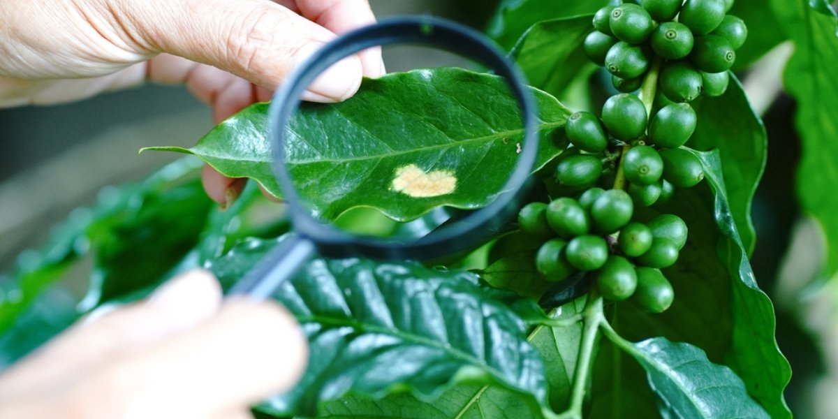 Các bệnh thường gặp ở cây cà phê: Nguyên nhân, dấu hiệu và biện pháp phòng trị