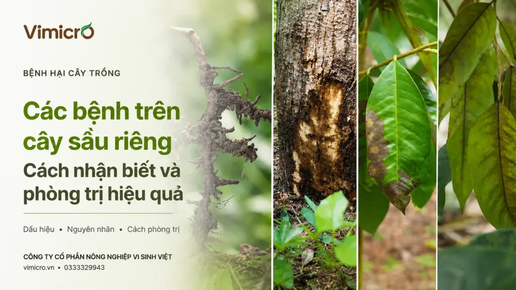 Các bệnh thường gặp trên cây sầu riêng – Dấu hiệu nhận biết và cách phòng trị hiệu quả