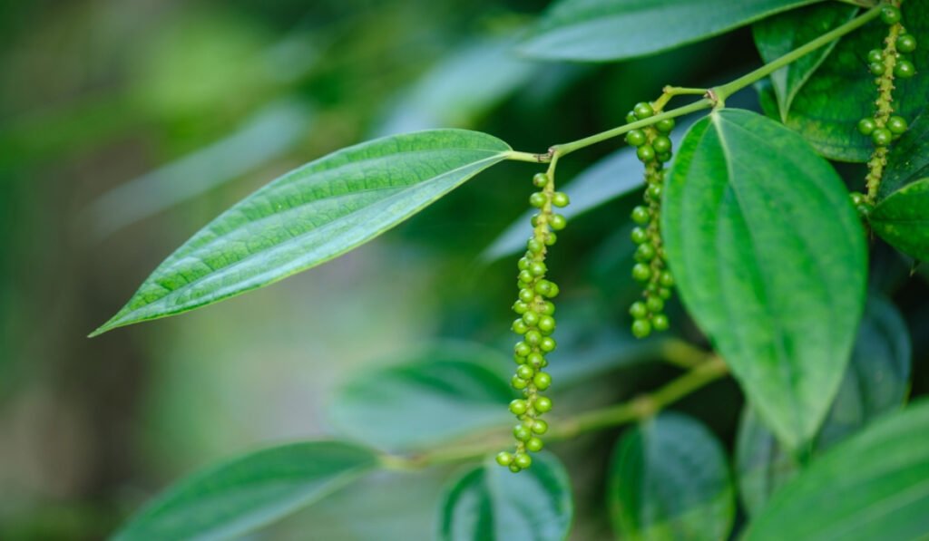 Các bệnh trên cây tiêu thường gặp và cách phòng trừ hiệu quả
