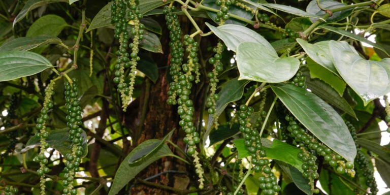 Kéo chuỗi cho cây tiêu cần chú ý điều gì