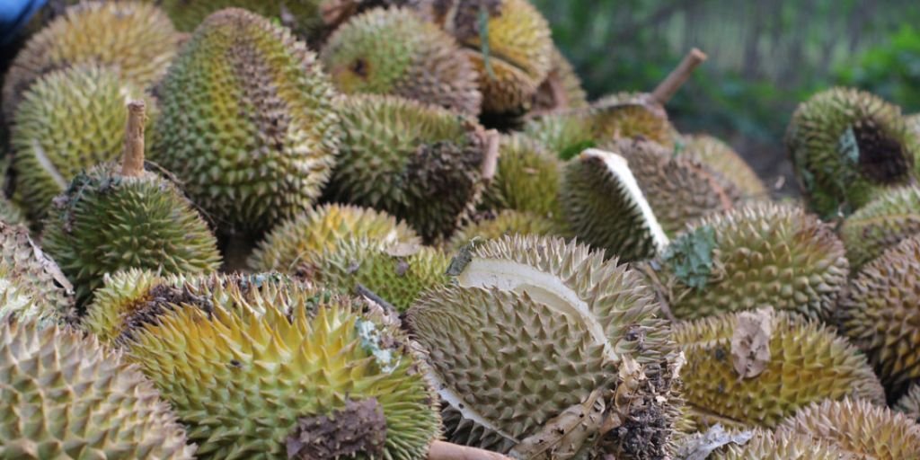 Bệnh thối trái sầu riêng: Nguyên nhân, dấu hiệu và cách xử lý