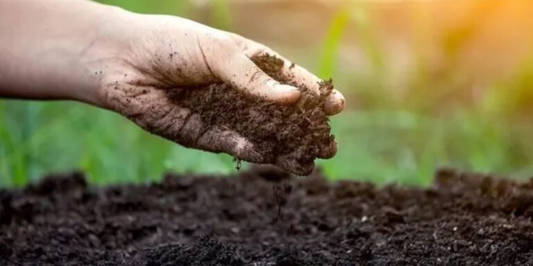 Biện pháp cải tạo đất chua: Từ bón vôi đến phục hồi hệ vi sinh