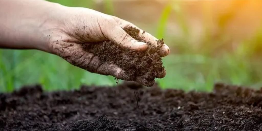 Biện pháp cải tạo đất chua: Từ bón vôi đến phục hồi hệ vi sinh