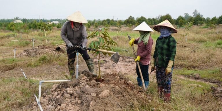 Cách cải tạo đất trồng cây hiệu quả, phục hồi đất bạc màu