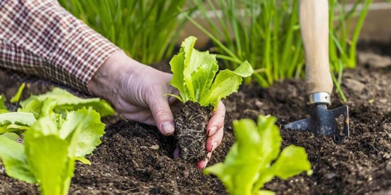 Cải tạo đất trồng rau – Các bước xử lý đất trước khi trồng