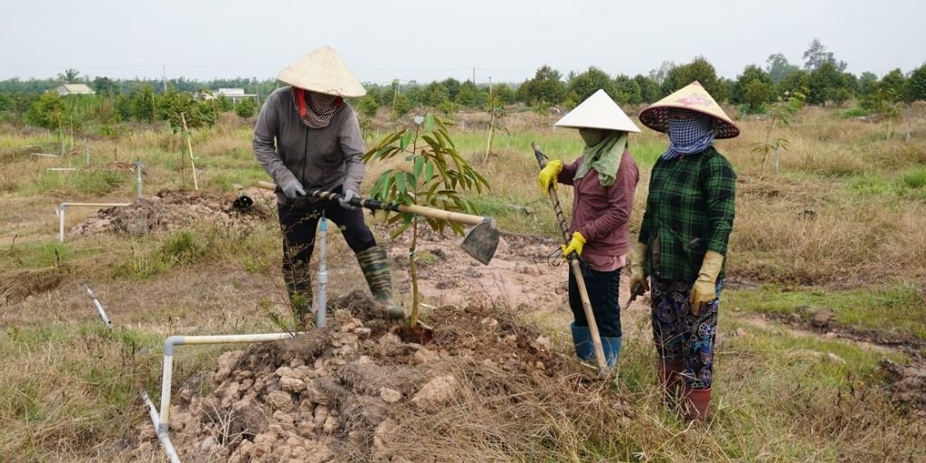Cách cải tạo đất trồng cây hiệu quả, phục hồi đất bạc màu