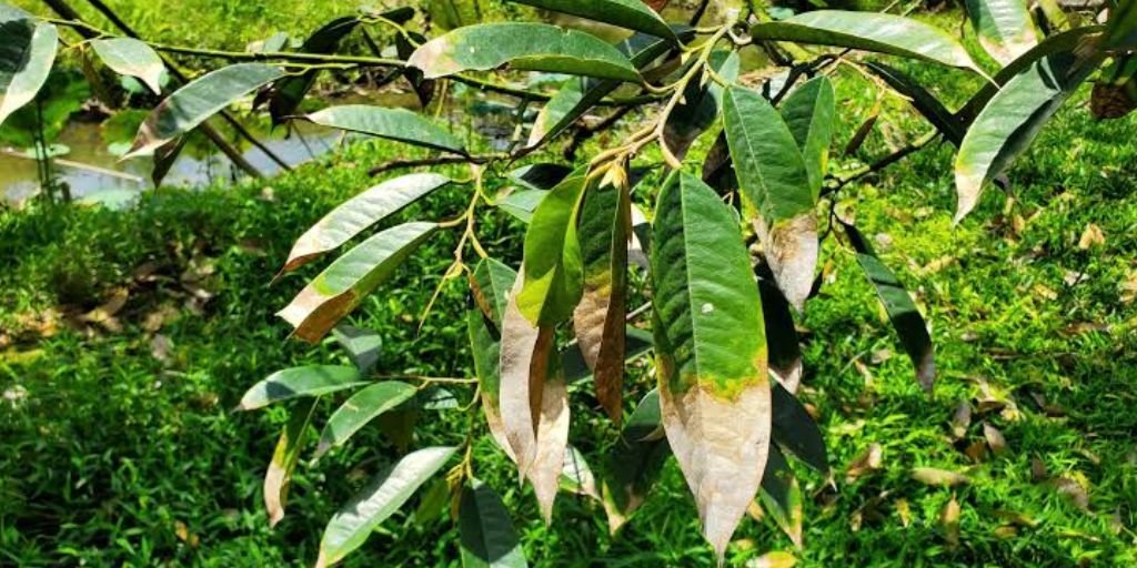 Bệnh cháy lá chết ngọn sầu riêng: Nhận biết sớm, xử lý đúng cách