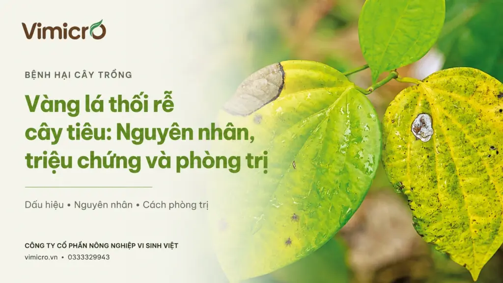 Vàng lá thối rễ cây tiêu: Nguyên nhân, triệu chứng và phòng trị